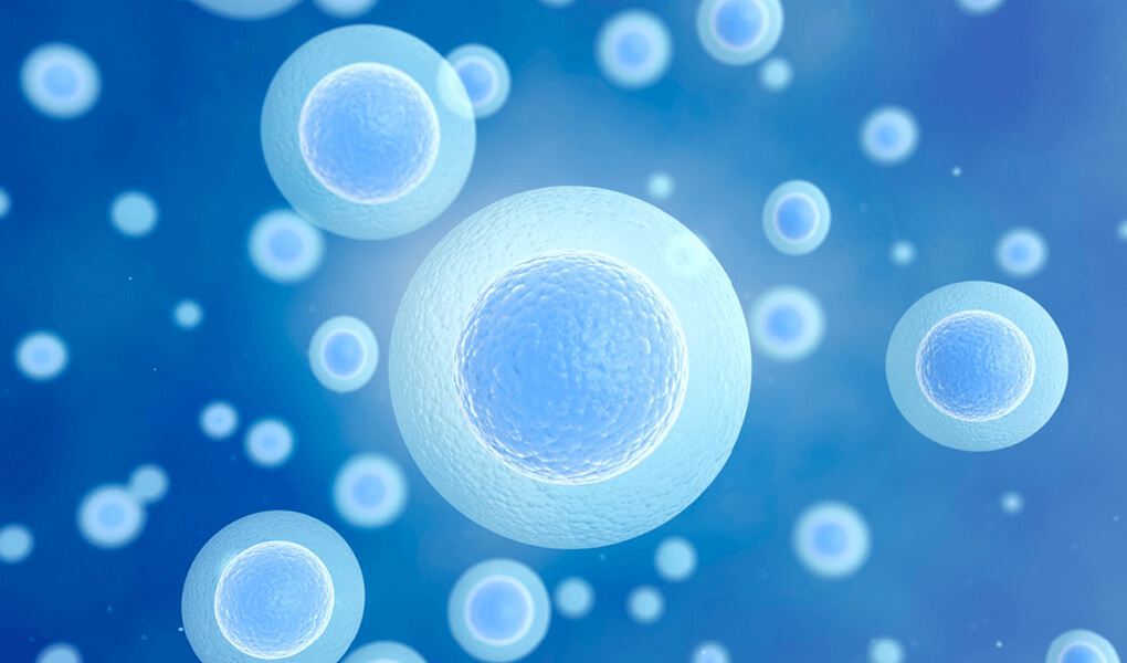 Yumurta Toplama İşlemi 7