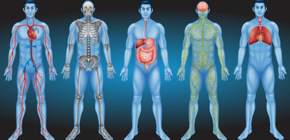 Sindirim kanalındaki darlıkların genişletilmesi 7