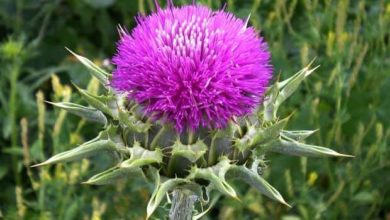 Silimarin ve faydaları (deve dikeni) 1