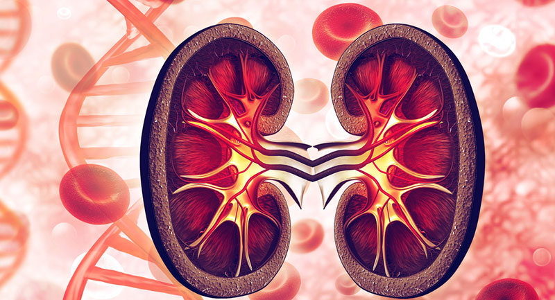 Böbrek nakli hakkında bilinmesi gerekenler 7