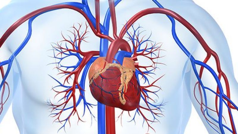 Atardamar hastalıkları 7