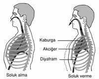 Akciğer atar damarı içindeki pıhtının çıkarılması( pulmoner trombo embolektomi) 7