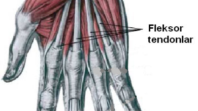 Sinir felçlerinde tendon transferleri 1