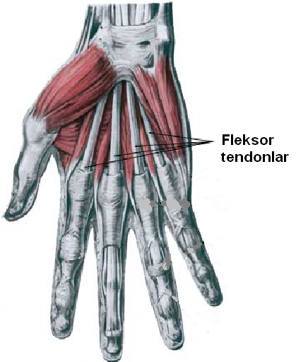 Sinir felçlerinde tendon transferleri 7