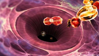 Kanser’de immunoterapik tedavi 3