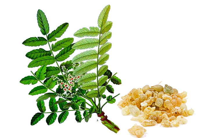 Eklem sağlığınızı fitoterapi ürünleriyle koruyabilirsiniz! 7