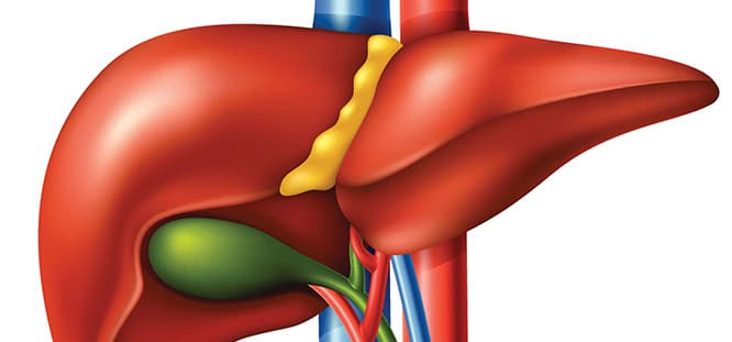 Safra Kesesi Hastalıkları 1