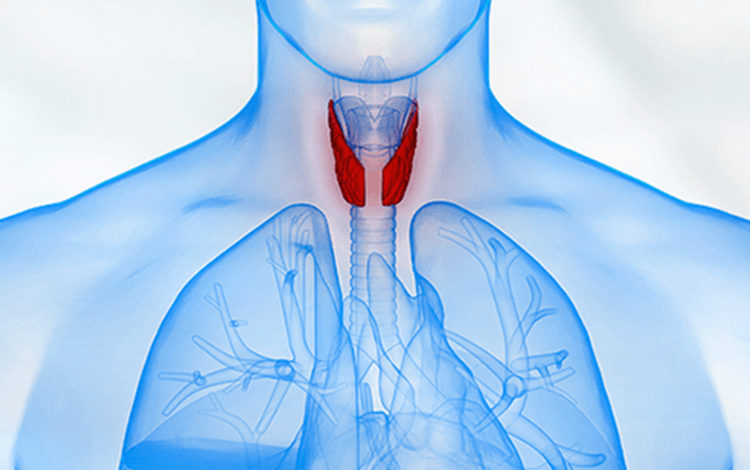 Haşimato Hastalığı Nedir, Belirtileri ve Tedavi Yöntemleri Nelerdir? 1