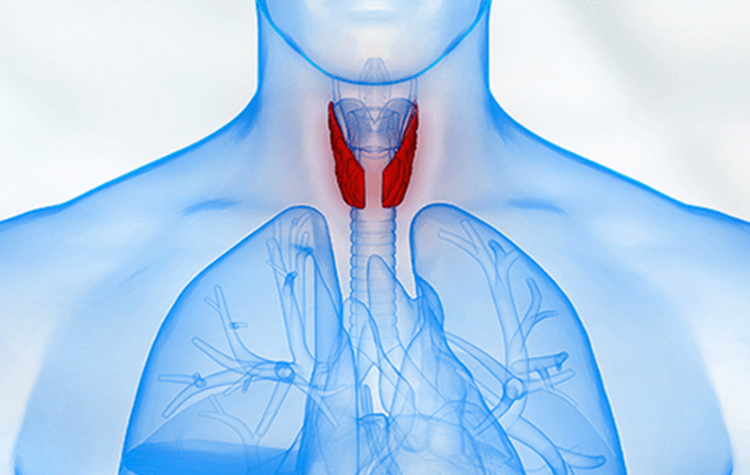 Haşimato Hastalığı Nedir, Belirtileri ve Tedavi Yöntemleri Nelerdir? 7