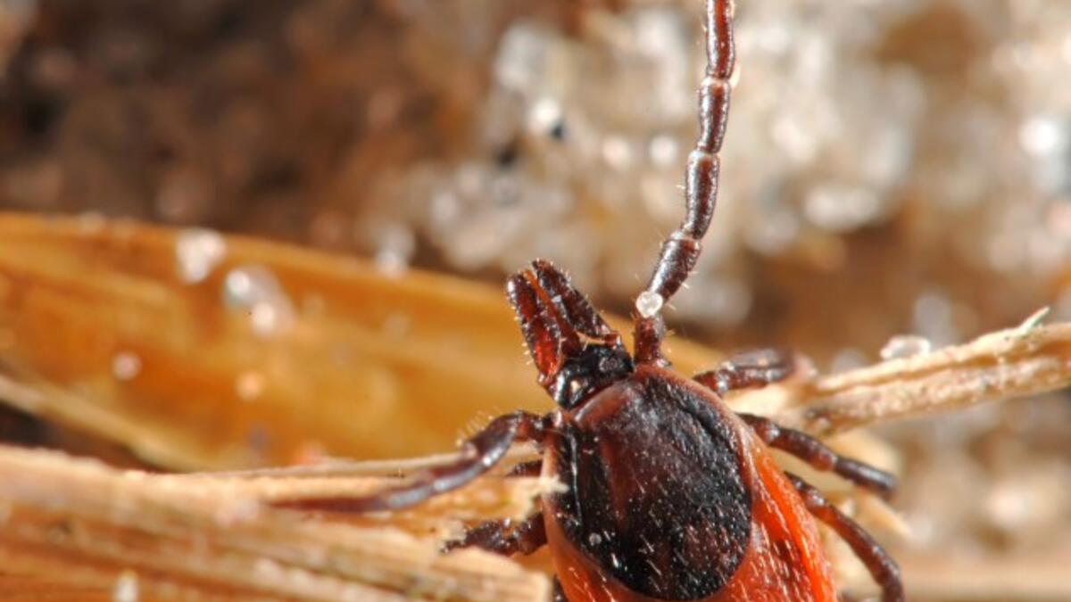 Park ve bahçelerde kenelere dikkat! 7