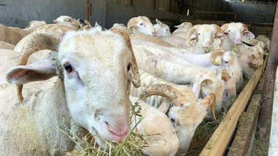Kurban satış ve kesiminde Covid-19 önlemlerine dikkat! 1
