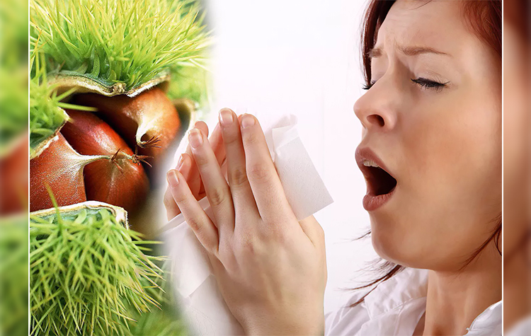 Kestane gribe karşı koruyor 7