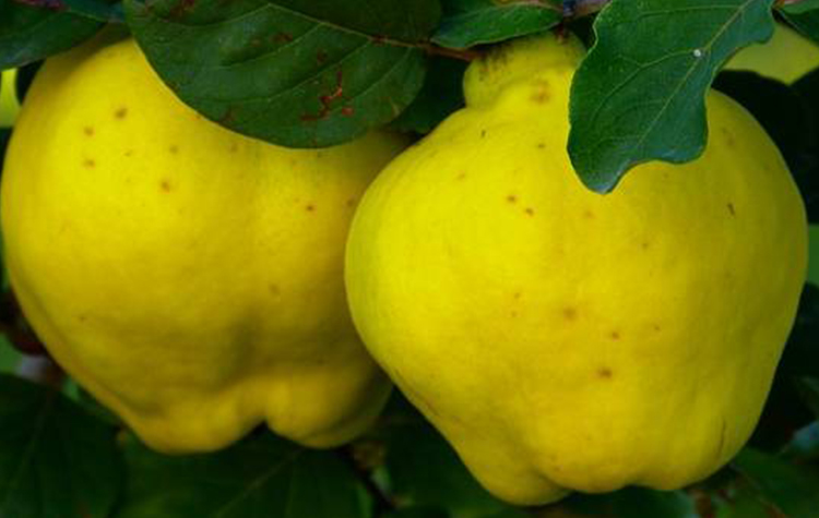 Ayva'nın Faydaları 7