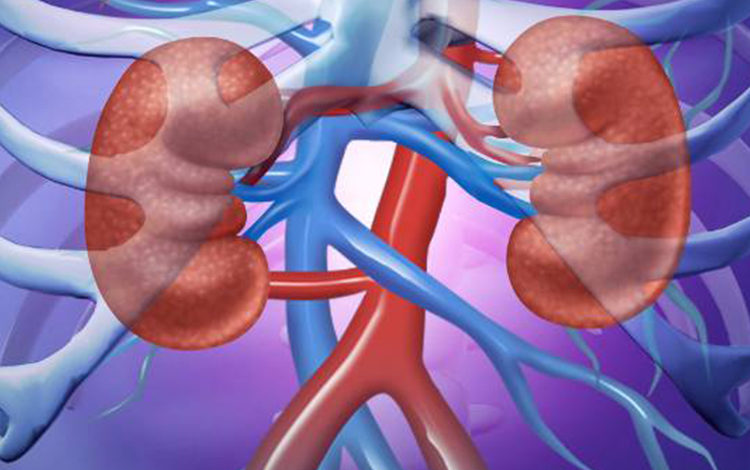 Böbreklere iyi bakma rehberi 1