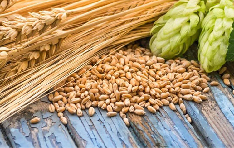 Arpa Suyu Diyeti Zararları 7