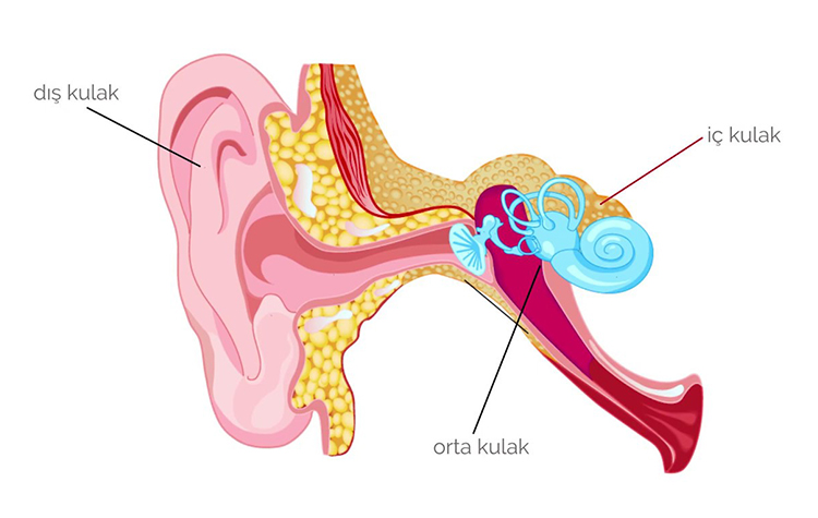 Dış kulak iltihabı hayatı tehdit edici boyutlara ulaşabilir 7