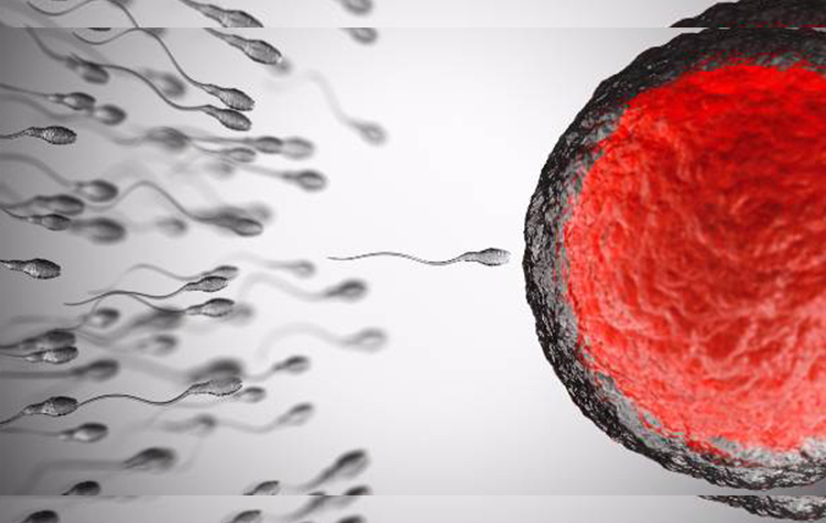 “Embriyo yapıştırma” ile gebelik şansı 6