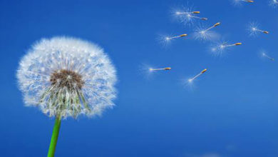 Alerjiden korunmanın püf noktaları 1