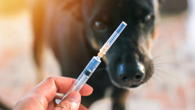 Dünya kuduz günü’nde aşının önemine dikkat 1