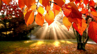 Bu besinler sonbahar depresyonundan koruyor! 17