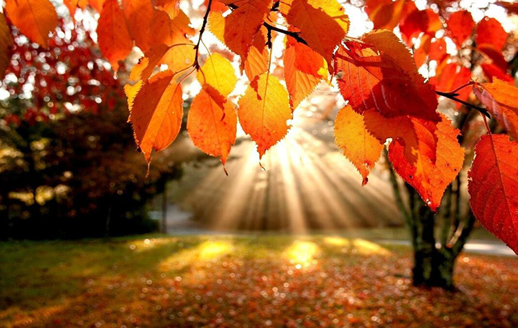 Bu besinler sonbahar depresyonundan koruyor! 7