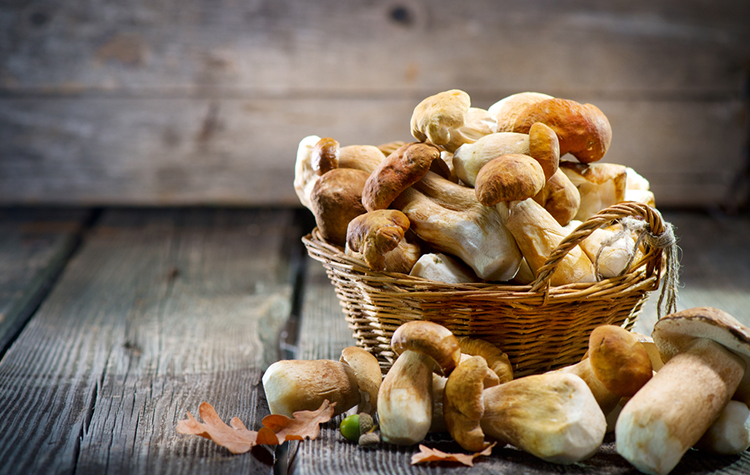 Son Dönemin Kabusu: Mantar Zehirlenmeleri! 7