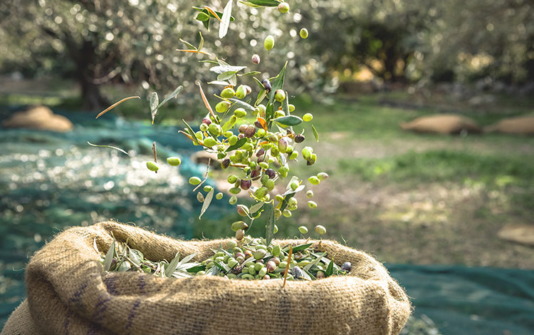 Zeytinden Gelen Güzellik 1
