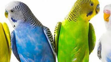 Evlerde Beslenen Kuşlar Alerjik Reaksiyona Neden Olabilir 1