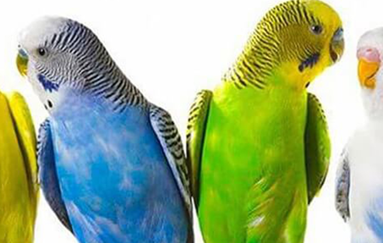 Evlerde Beslenen Kuşlar Alerjik Reaksiyona Neden Olabilir 7