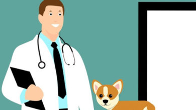 Veteriner Hekimlerden Sert Çıkış ! 2