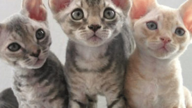 Alerji Yapmayan Kedi Var Mıdır? 1