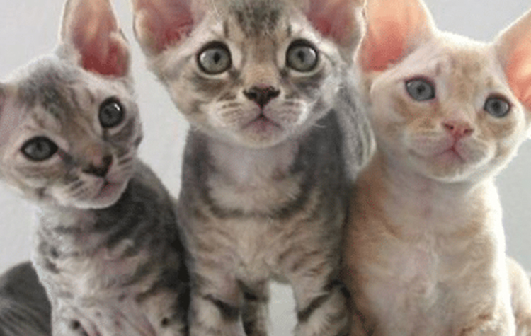 Alerji Yapmayan Kedi Var Mıdır? 7