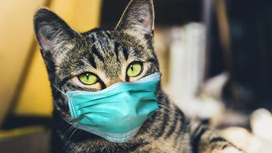 KKTC’de Evcil kediden sahibine COVID-19 bulaştı ! 14