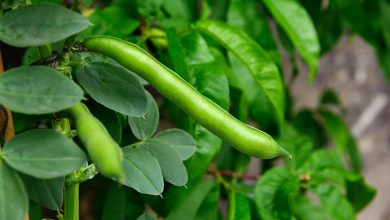 Taze baklanın bilinmeyen 5 önemli faydası 1