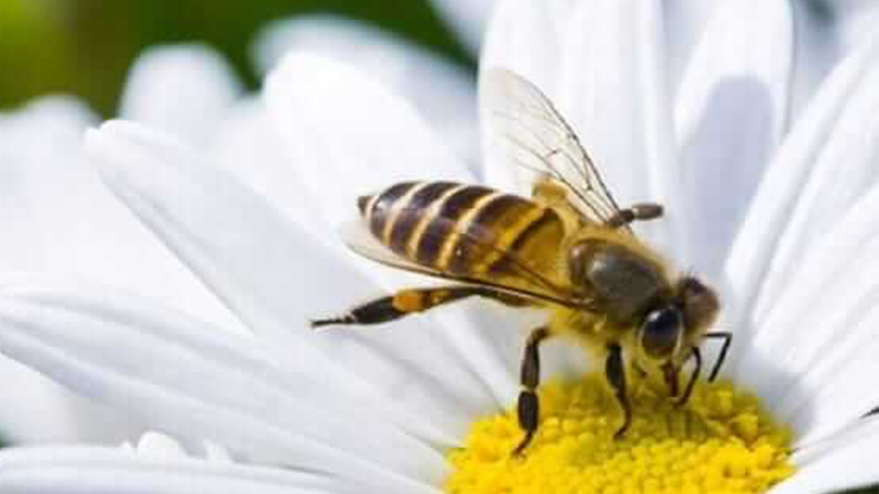 Arı Sokması ölüme neden olur mu? 7