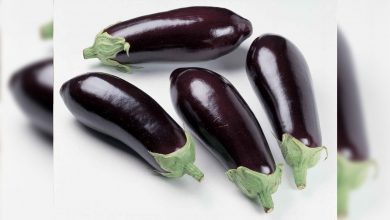 Patlıcan Sapının Bilinmeyen faydaları 1