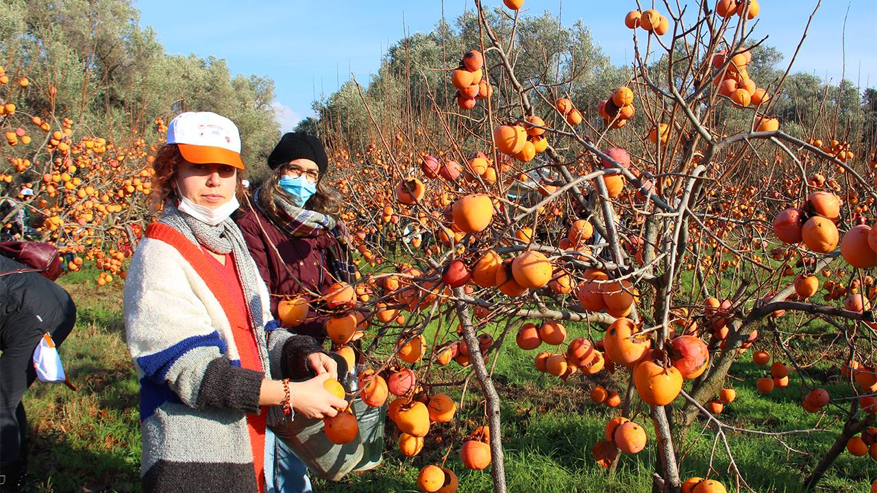 Trabzon hurması ihtiyaç sahipleri için hasat edildi 6