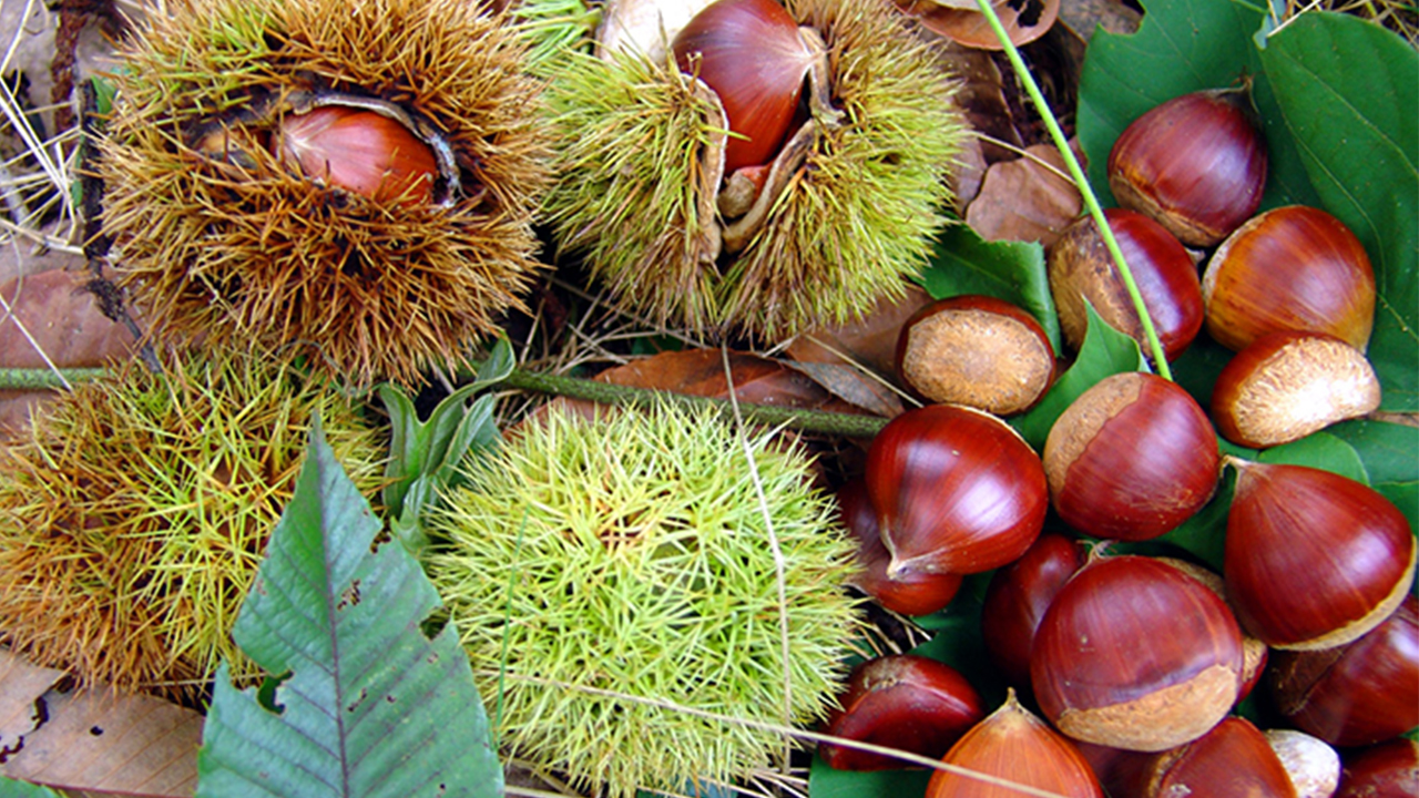 Kestane Tok tutuyor ve Mutluluk veriyor 7