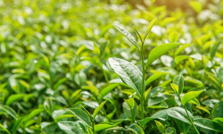 Güçlü Saçlar için Mucizevi besin ''Yeşil Çay'' 1