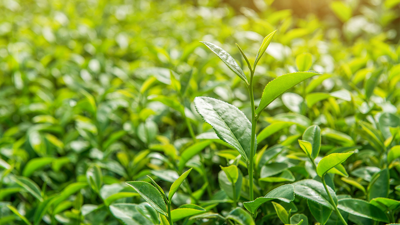 Güçlü Saçlar için Mucizevi besin ''Yeşil Çay'' 7