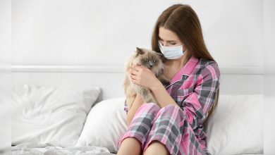 Alerjisi olanlar için Kedili bir hayat mümkün 6