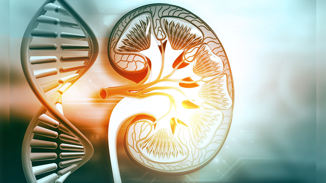 Kalıtsal Böbrek Hastalıkları yeterince tanınmıyor! 7