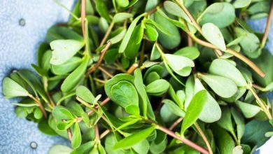 Semizotu Faydaları nelerdir? Nasıl tüketilir? 3