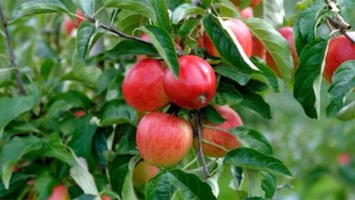 Elma Obeziten Cilt güzelliğine her derde deva oluyor! 2