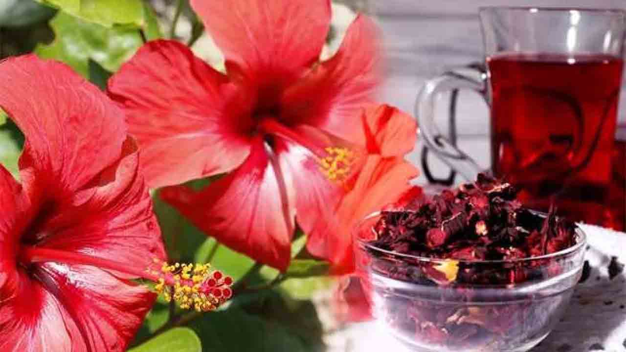 Hibiskus Çayını kimler içmeli? 7