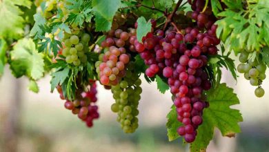 Üzümün Faydaları nelerdir? 4