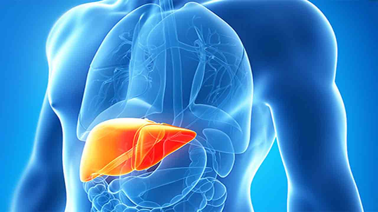 Yorgunluk ve stres karaciğeri yağlandırıyor 7