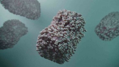 Maymun Çiçeği Virüsünü ‘Tanı’yoruz 10