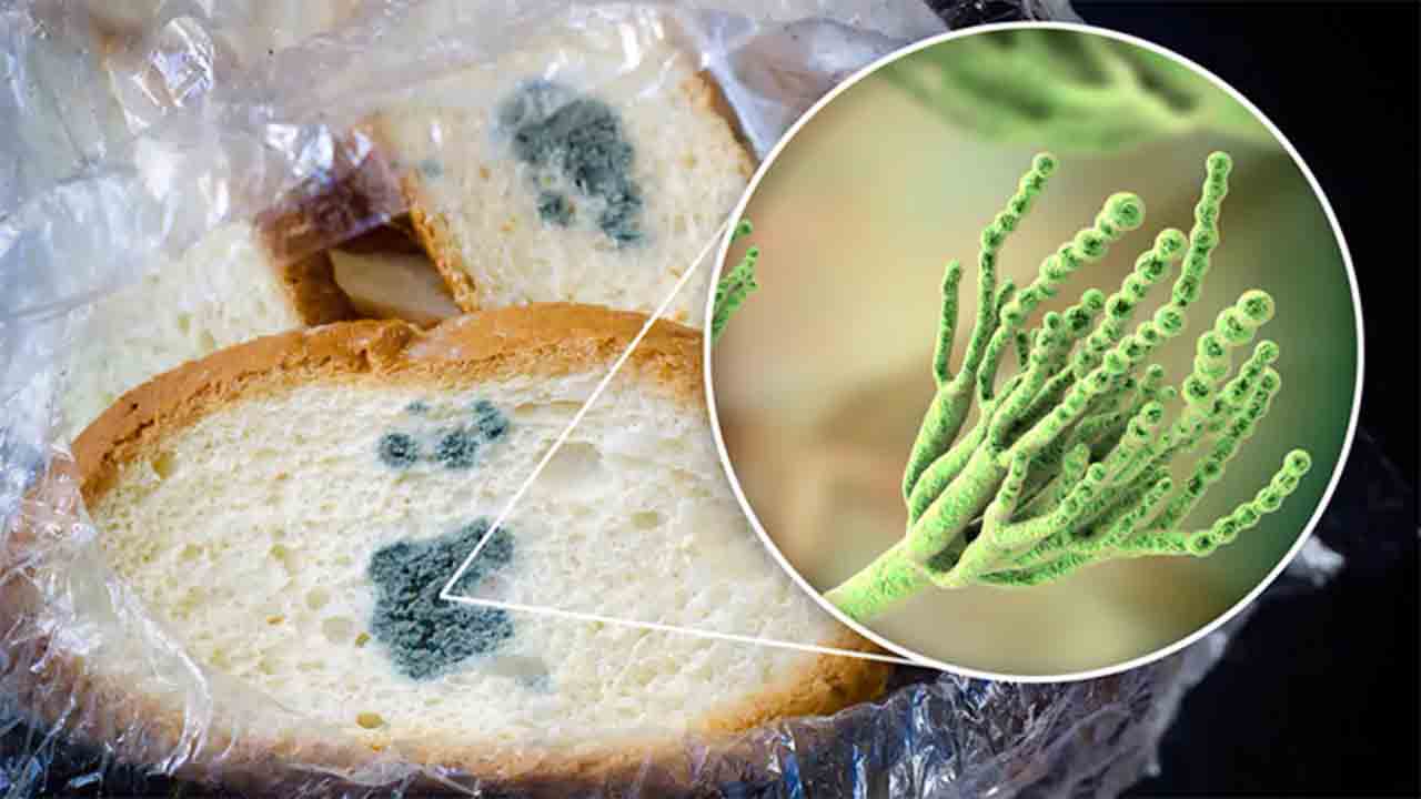 Küflü besinler tüketilmeden hemen atılmalı 7