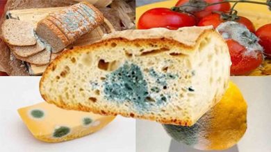 Küflü gıda temizlenip, kullanılabilir mi? 2